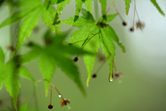 水滴（３）