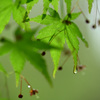 水滴（３）