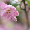 水滴（１）