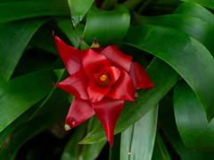 京都府立植物園