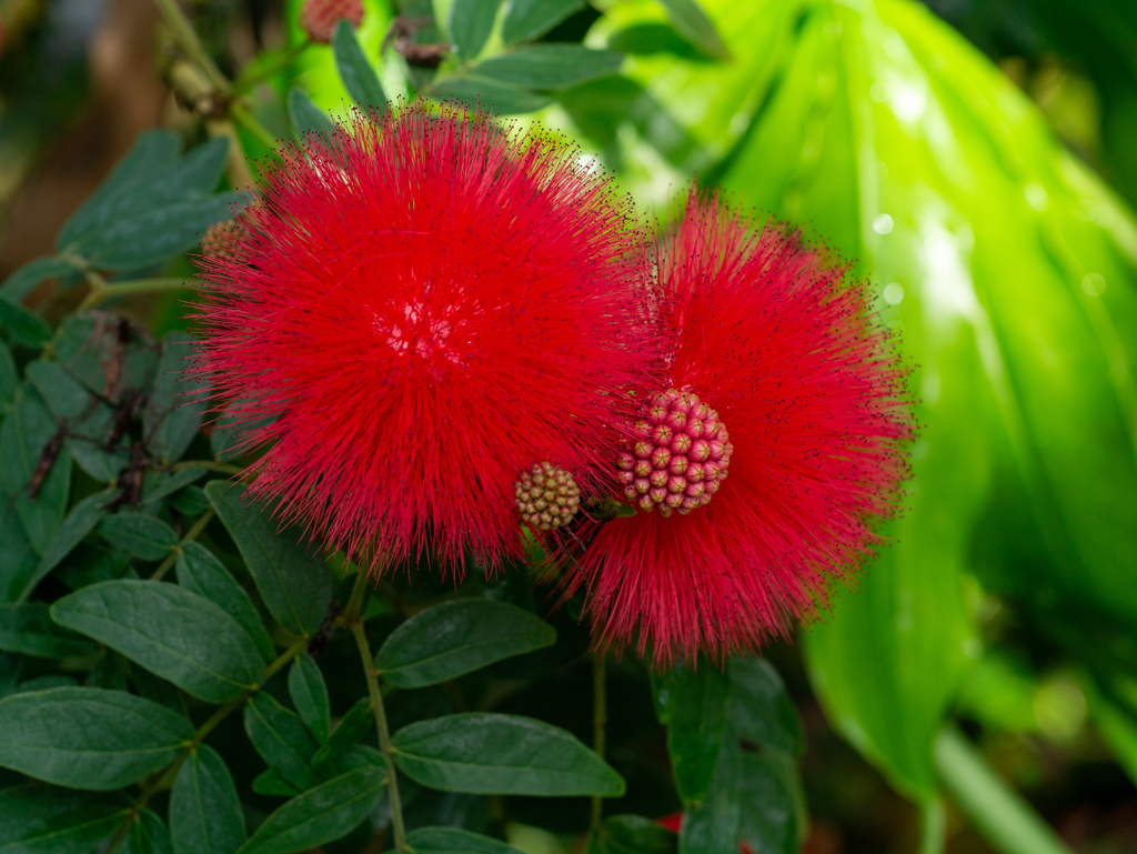 京都府立植物園