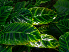 京都府立植物園