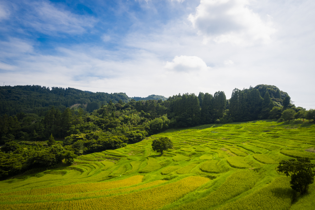大山千枚田