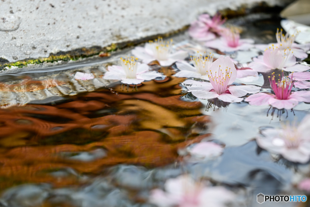 あたみ桜