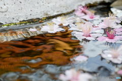 あたみ桜