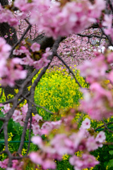 河津桜③