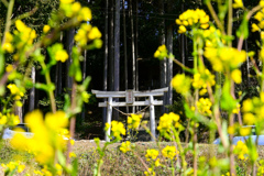菜の花シリーズ①