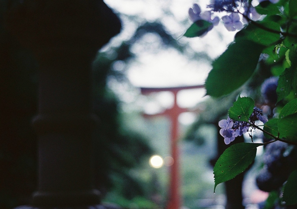 フィルムで切り取る紫陽花