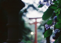フィルムで切り取る紫陽花