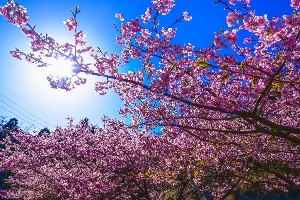 河津桜