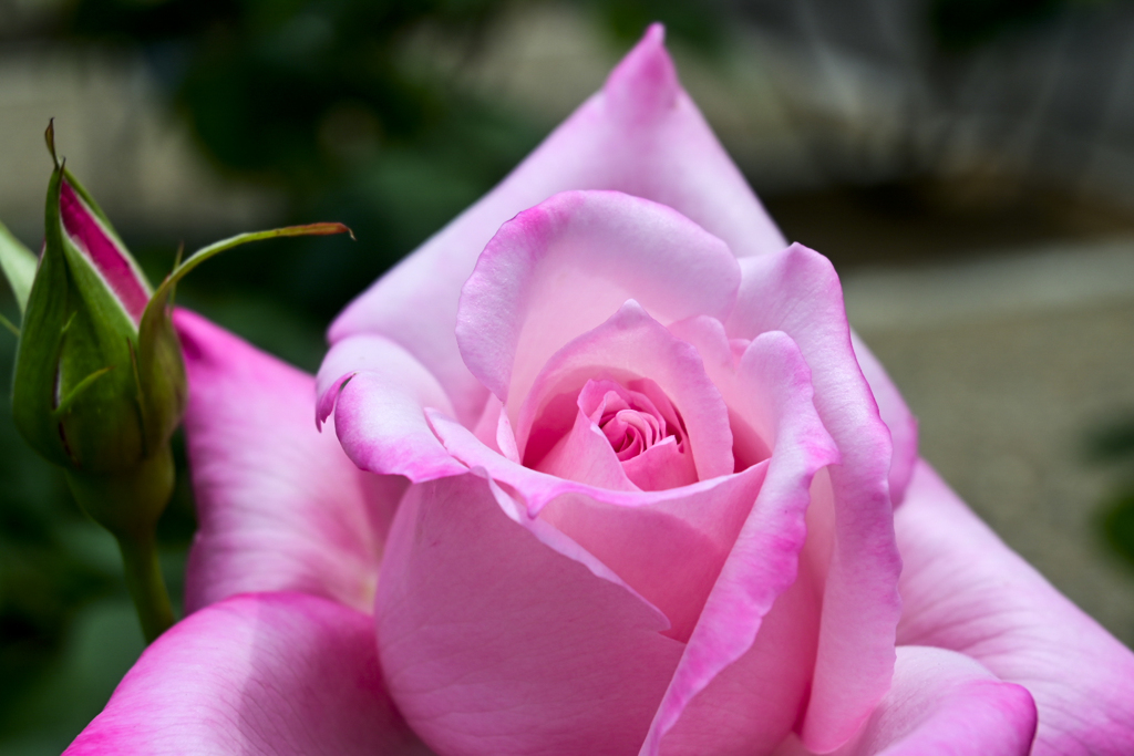 Pink Rose