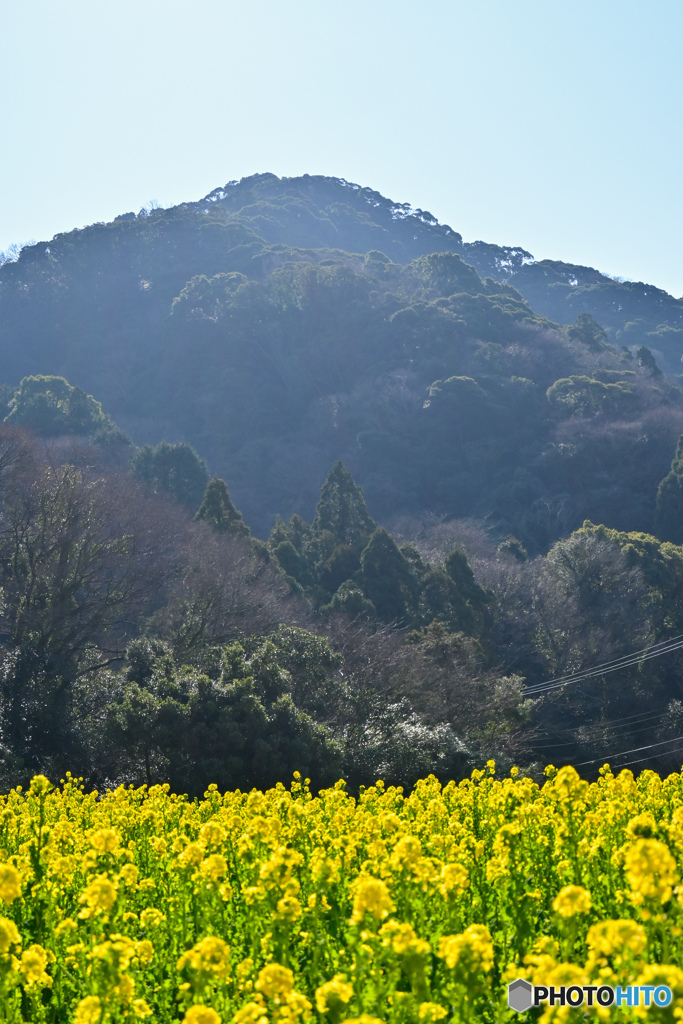 菜の花