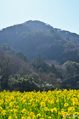 菜の花