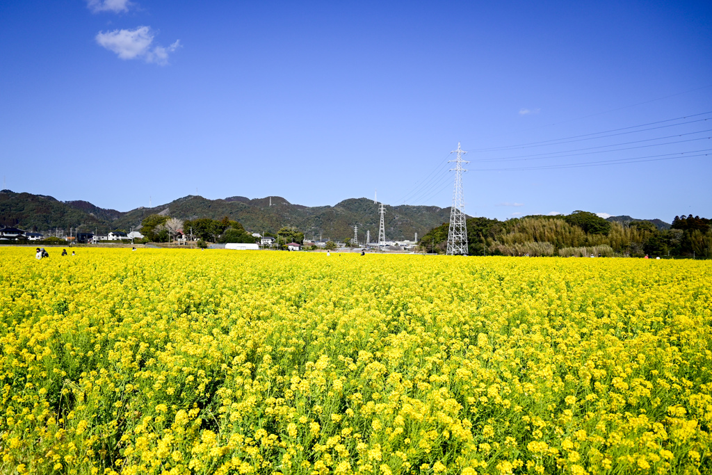 菜の花④