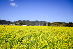 菜の花④
