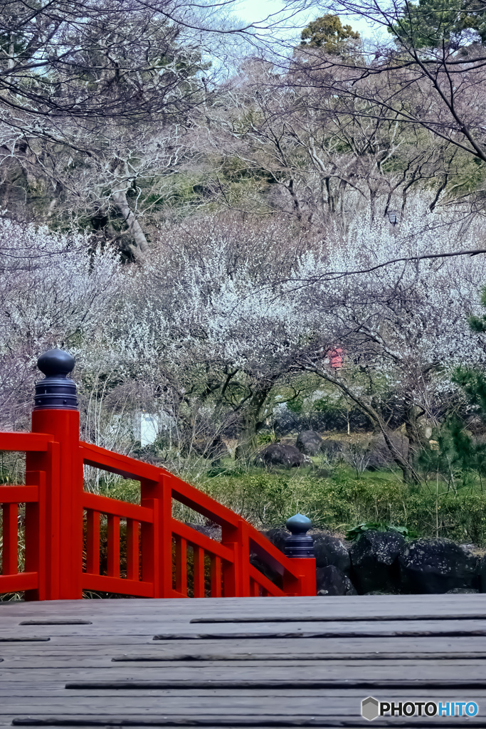 熱海梅園梅まつり