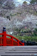 熱海梅園梅まつり