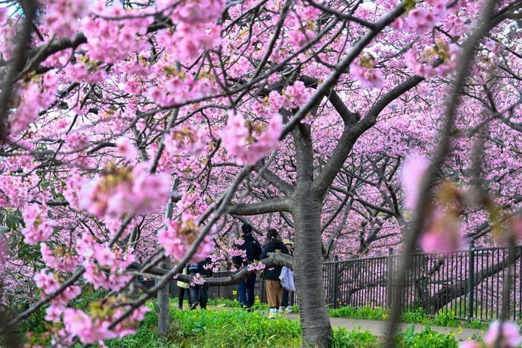 河津桜②