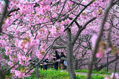 河津桜②