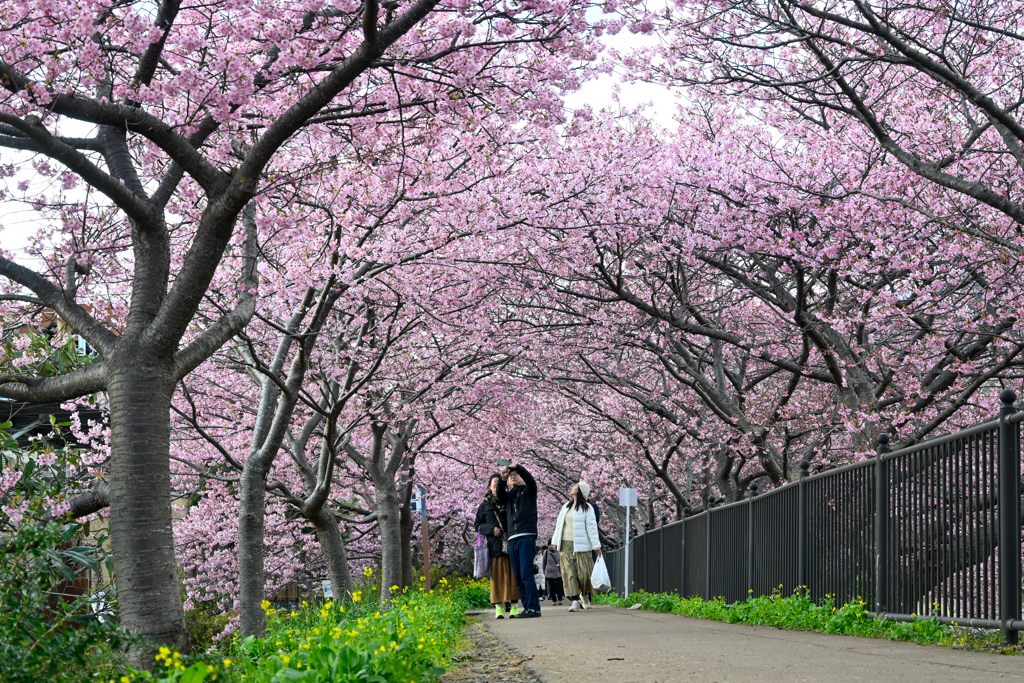 河津桜