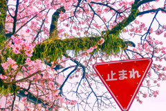 熱海桜