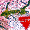 熱海桜