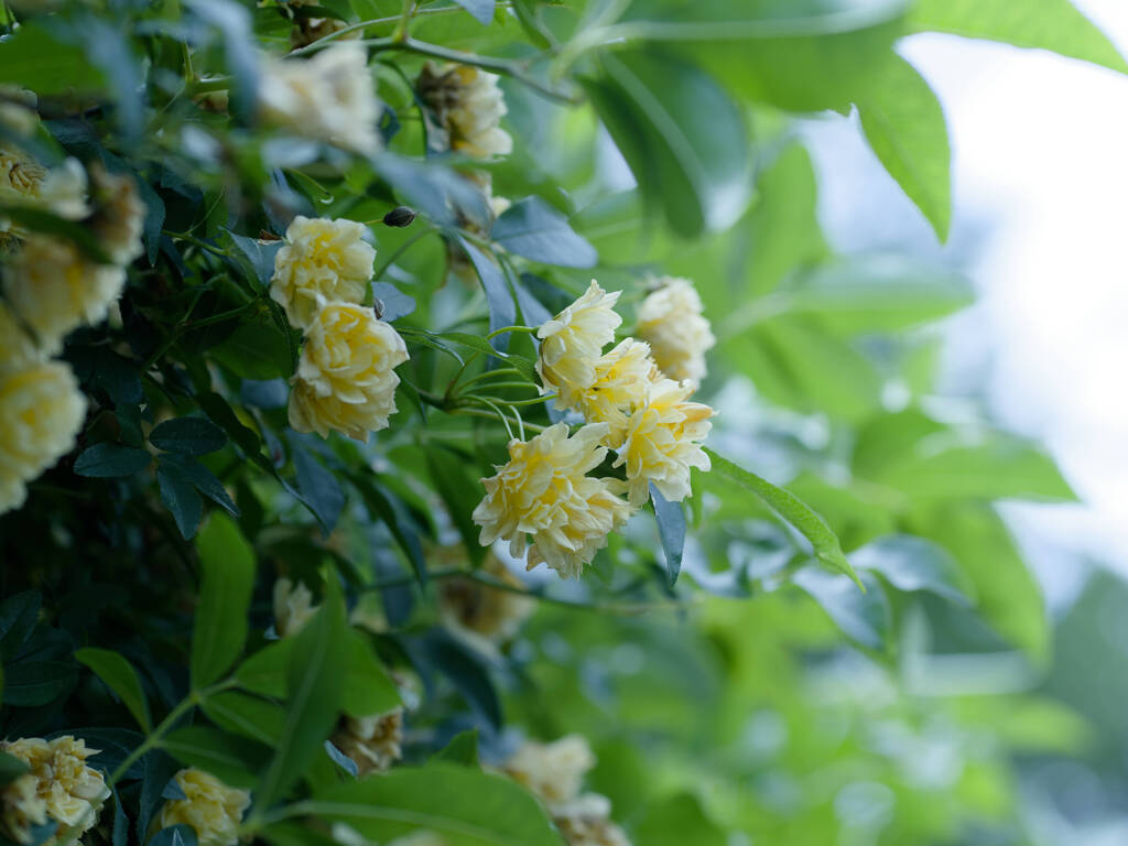 モッコウバラ