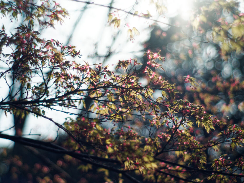 葉桜