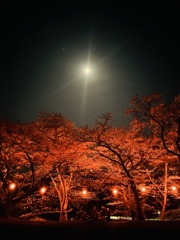 夜桜1
