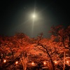 夜桜1