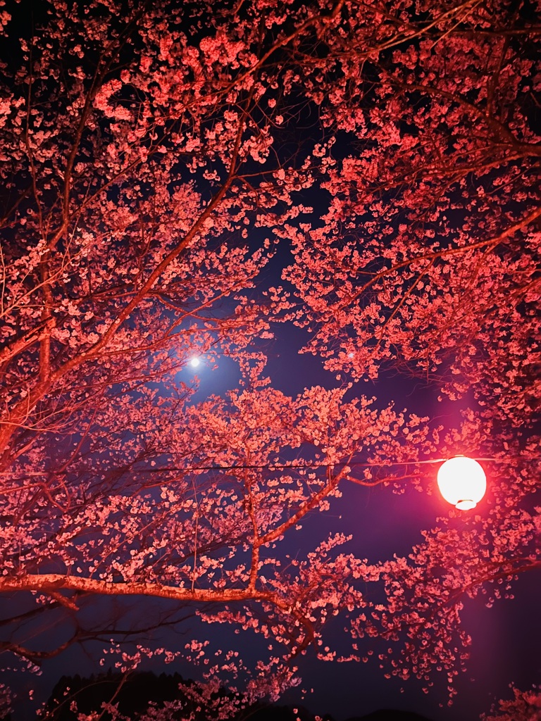 夜桜2