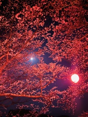 夜桜2