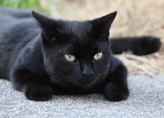 ねこ
