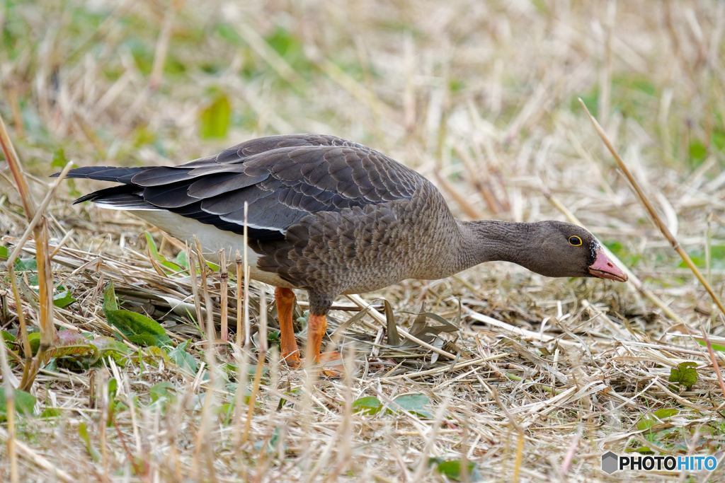 仲間はいずこ？