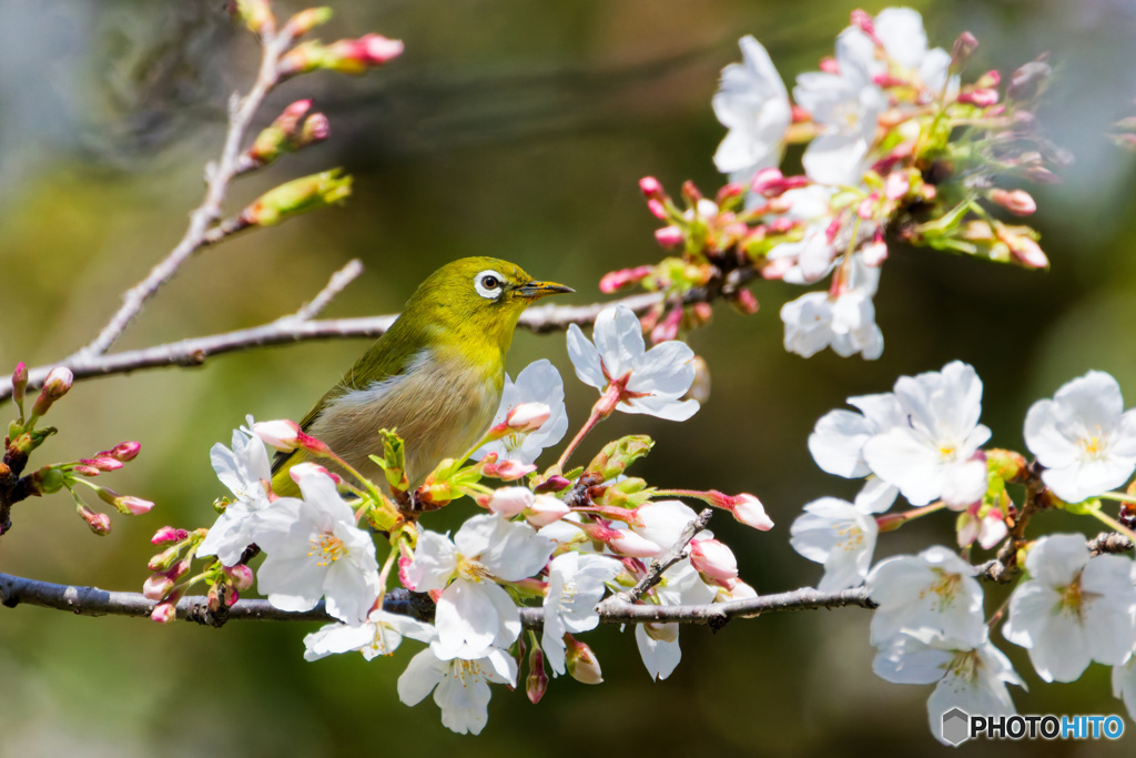 満開の桜とメジロでサクジロー