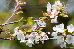 満開の桜とメジロでサクジロー