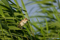 沼部のオオヨシキリ（800mm）