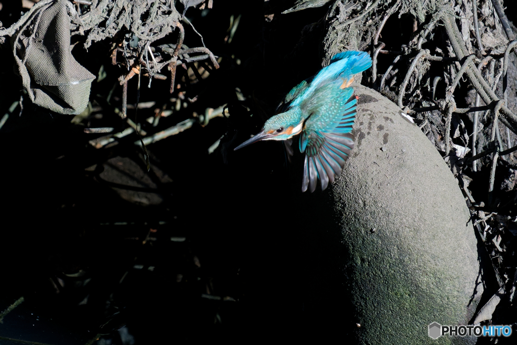 都内の河川にて