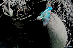 都内の河川にて