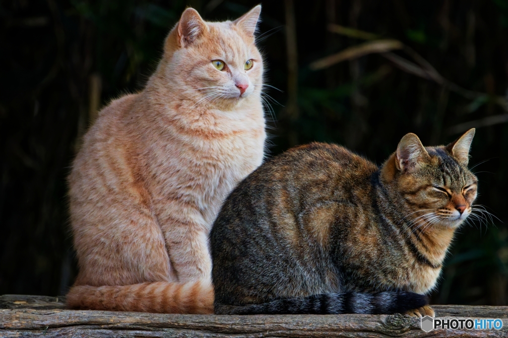 公園で見かけた地域猫