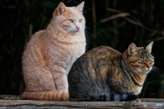 公園で見かけた地域猫