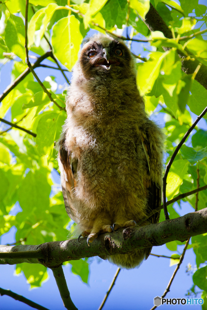 大人気のトラフズク雛