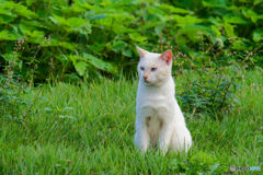 公園の地域猫