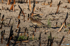 すたこらさっさ