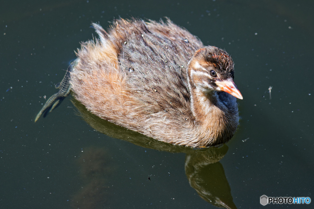 目線をくれるカイツブリ幼鳥