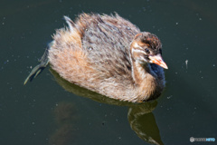 目線をくれるカイツブリ幼鳥