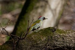 自然公園のアオゲラ