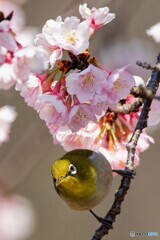 三毳山のウメジロー