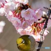 三毳山のウメジロー