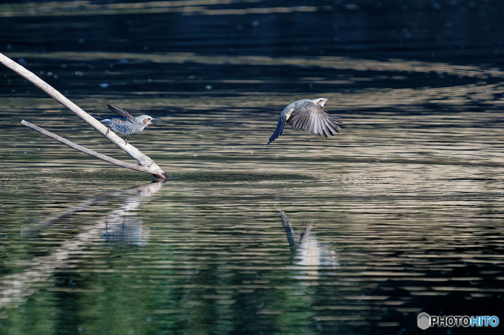 水飲み場の争い